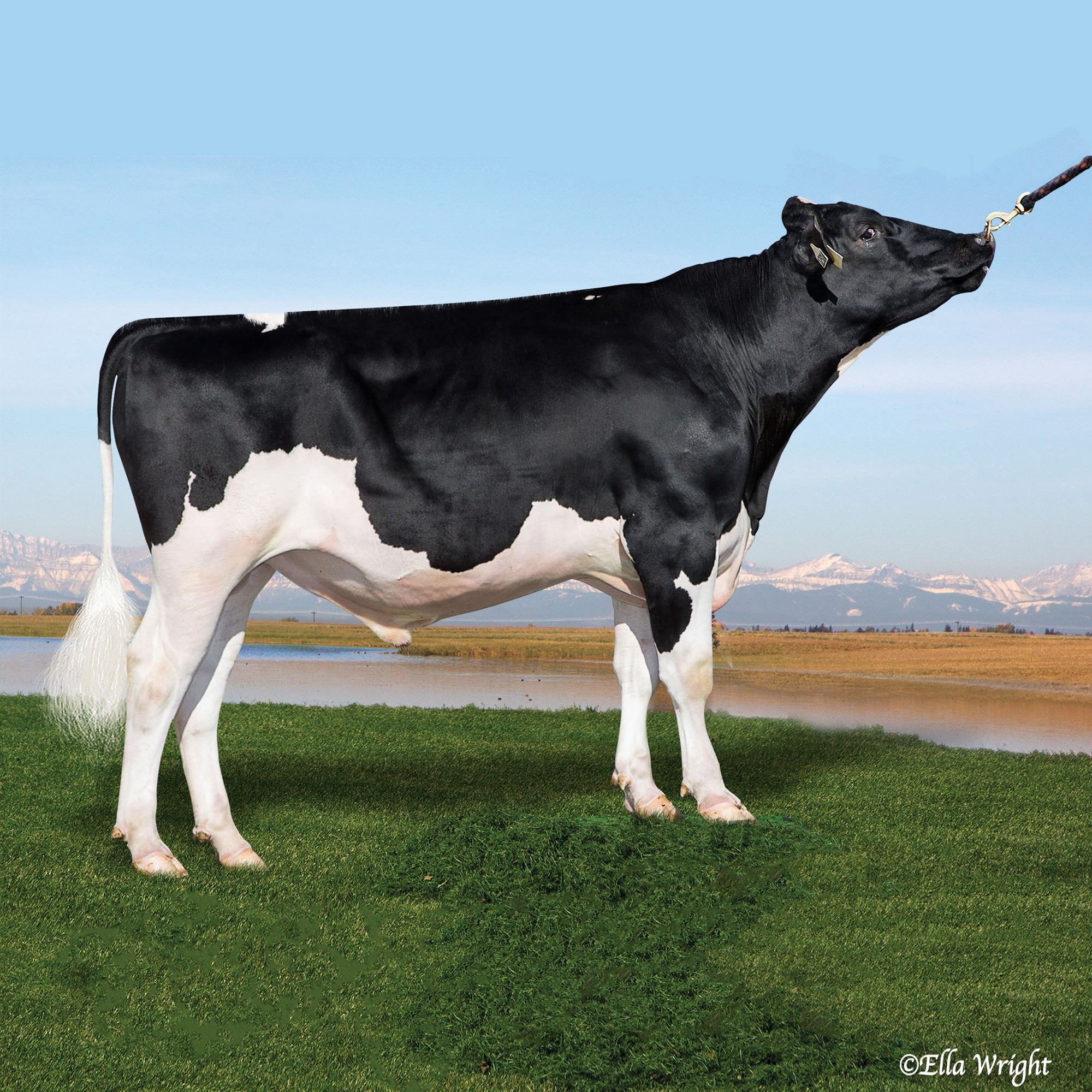 HOLSTEIN 