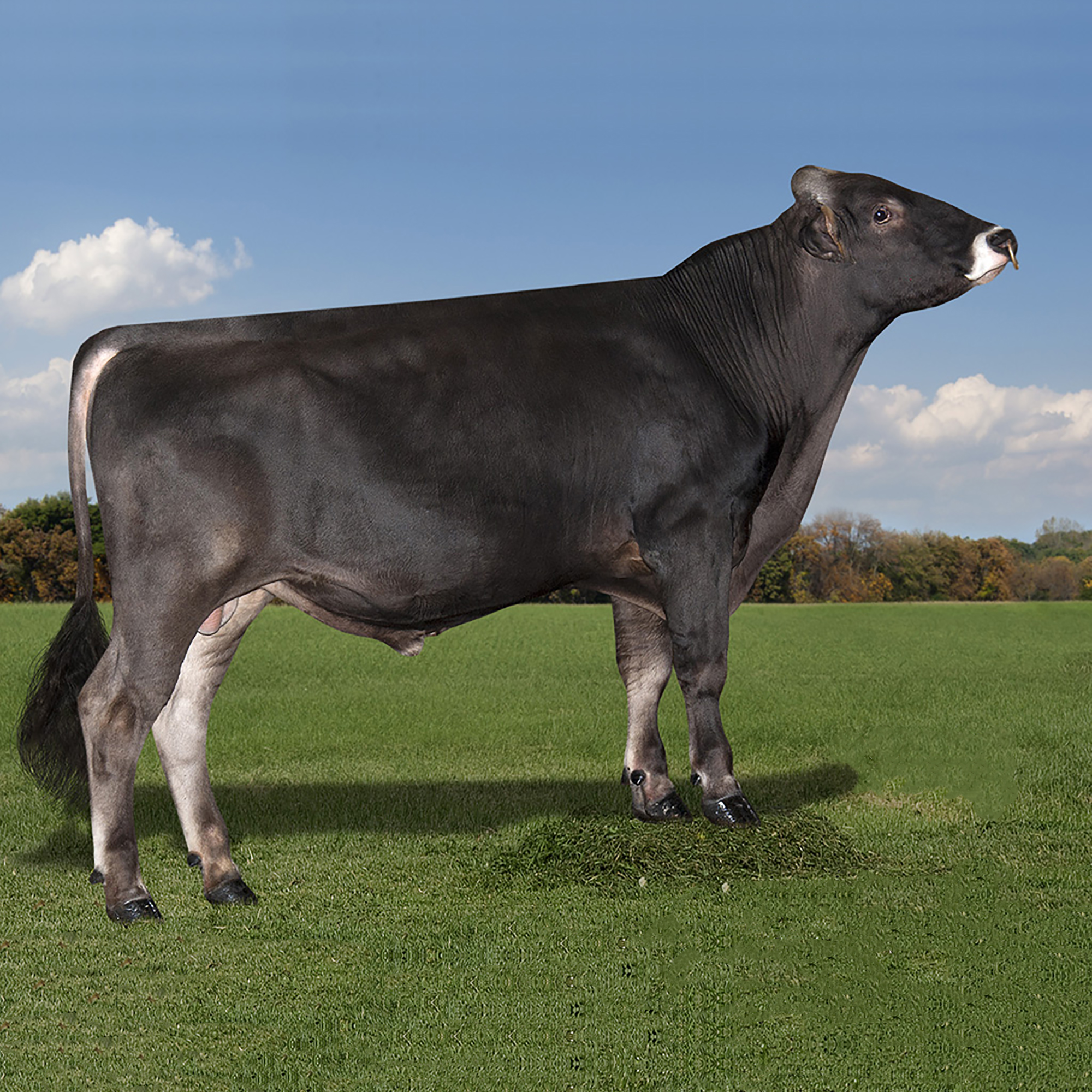 BROWN SWISS 