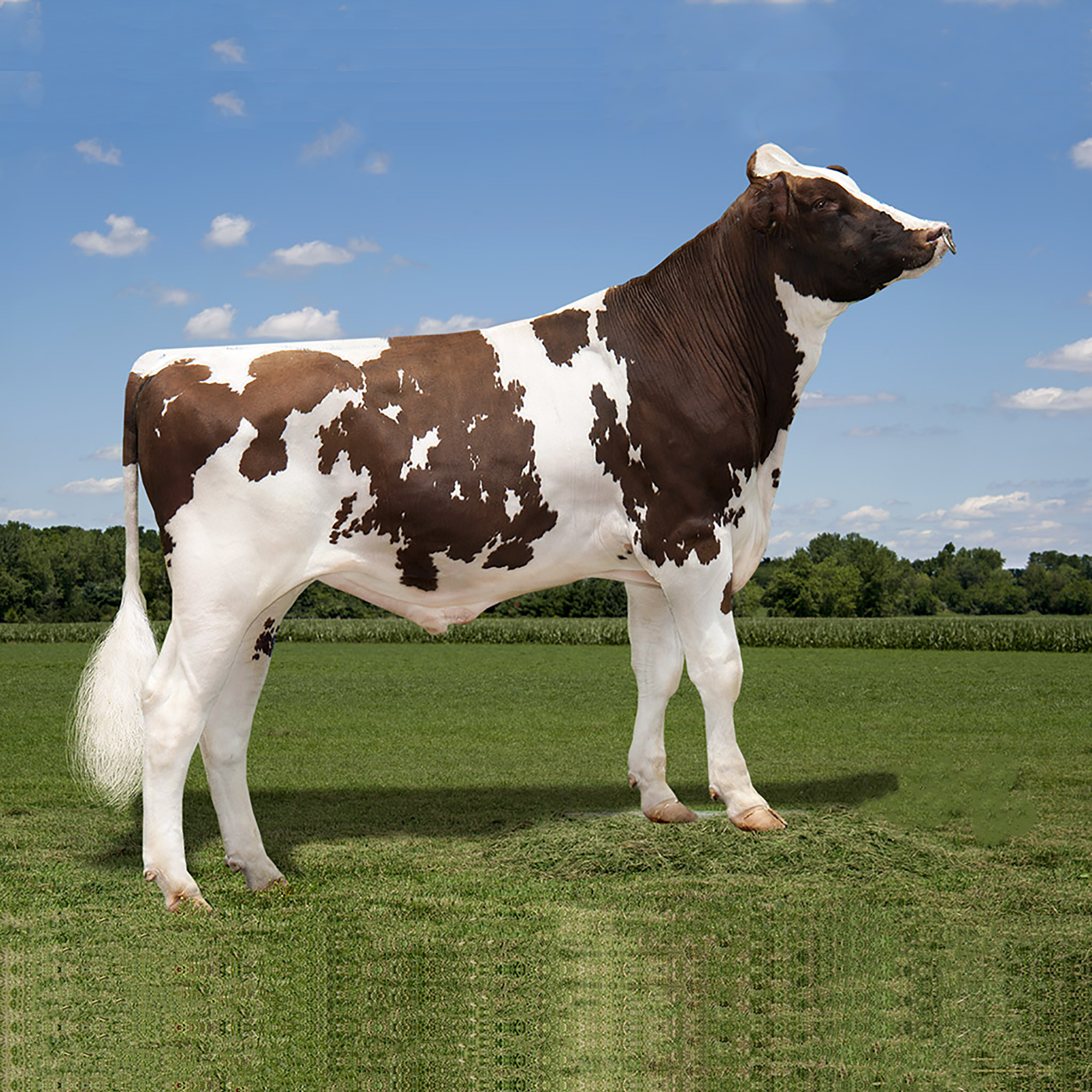 KIRMIZI HOLSTEIN 